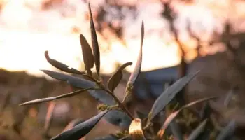 Zeytin Yaprağının Sağlığa Katkıları: Doğal Bir Şifa Kaynağının Keşfi