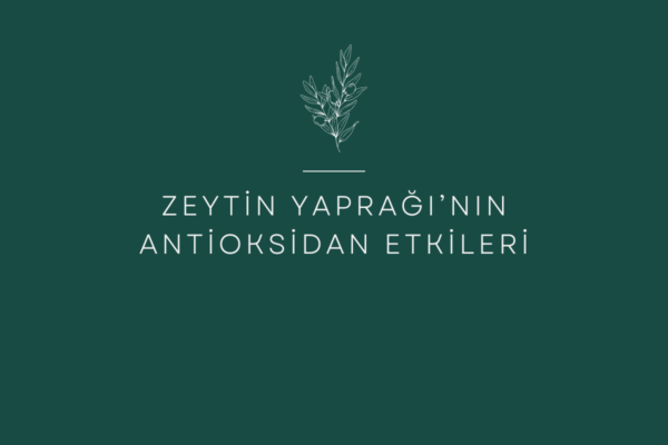 Zeytin Yaprağı Antioksidan Etkileri